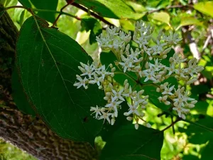 Flowers of silky dogwood (Cornus amomum).
