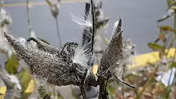 Follicles (fruits) of common milkweed (Asclepias syriaca).