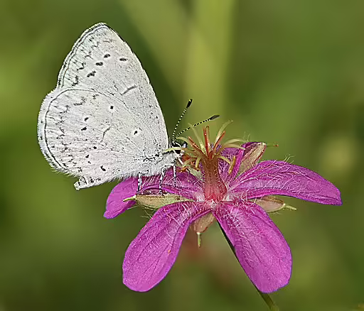 Spring azure butterfly on a pink flower.