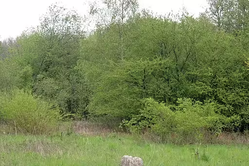 Successional forest habitat in Europe.