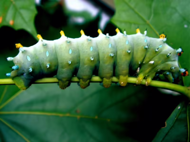 Green cecropia moth caterpillar on leaf.