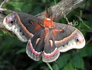 Cecropia moth (Hyalophora cecropia) on a branch.