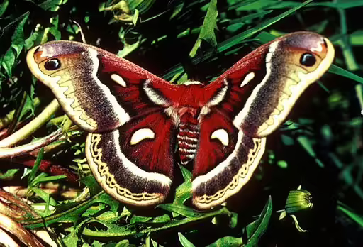 Cecropia moth with outstretched wings.