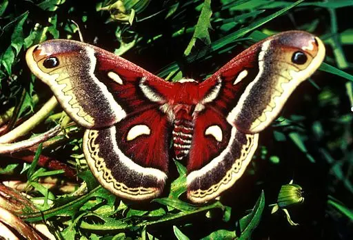 Cecropia moth (Hyalophora cecropia) with wings outstretched.