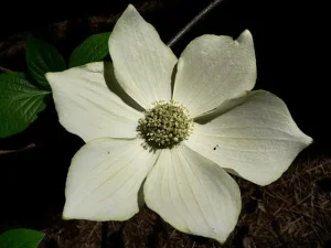 Close-up flower of Pacific flowering dogwood (Cornus nuttallii).