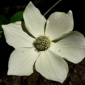 Close-up flower of Pacific flowering dogwood (Cornus nuttallii).