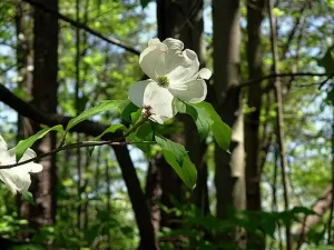 Cornus | Dogwood
