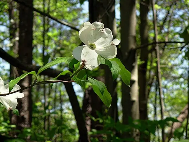 Close-up of flower of flowering dogwood (Cornus florida) in a wooded setting.
