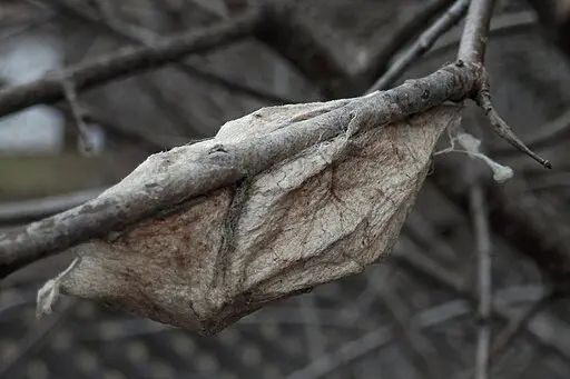 Cocoon of cecropia moth (Hyalophora cecropia).