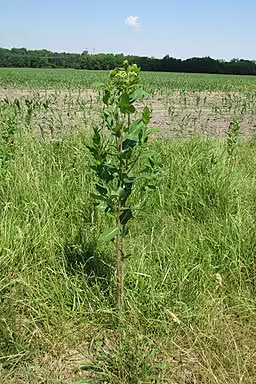 Common milkweed (Asclepias syriaca) in a field.
