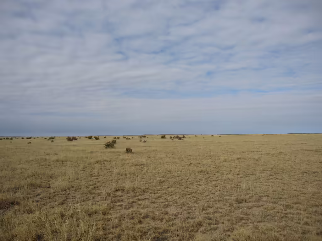 Dry grassland in American west.