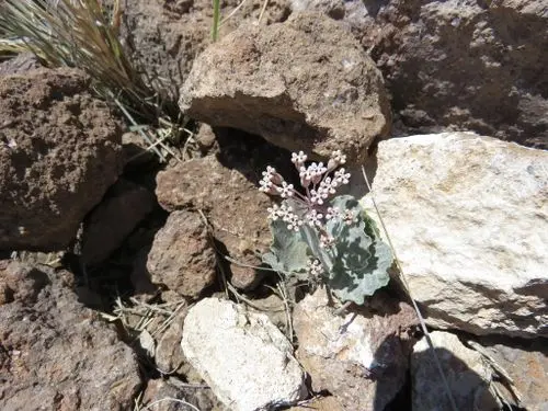 Flowering plant of tufted milkweed (Asclepias nummularia) in rocks.