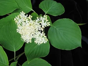 White flowers of alternate-leaf dogwood (Cornus alternifolia).