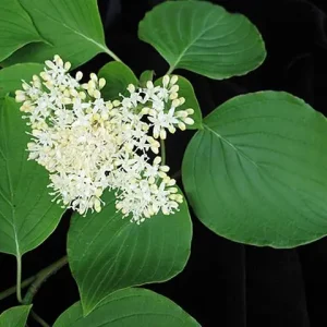 White flowers of alternate-leaf dogwood (Cornus alternifolia).