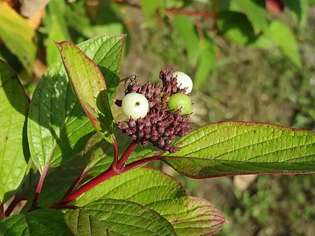 Leaves and fruit of red osier dogwood (Cornus alba).
