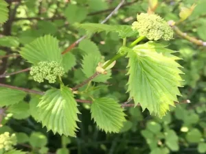 Southern arrowwood (Viburnum dentatum) with white flowers.