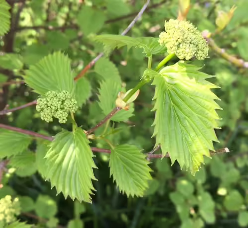 Flowers of southern arrow-wood (Viburnum dentatum).
