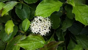 White flowers of gray dogwood (Cornus racemosa).