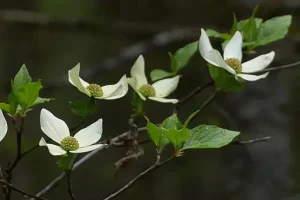 Flowers of pacific flowering dogwood (Cornus nuttallii).