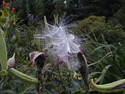 Follicles of butterfly weed showing seeds.