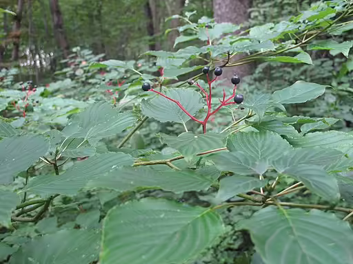 Black fruits of alternate-leaf dogwood (Cornus alternifolia).
