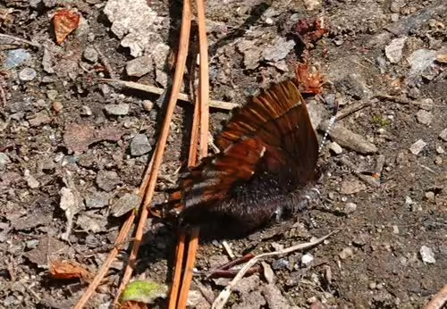 Henry's elfin (Callophrys henrici) on the ground.