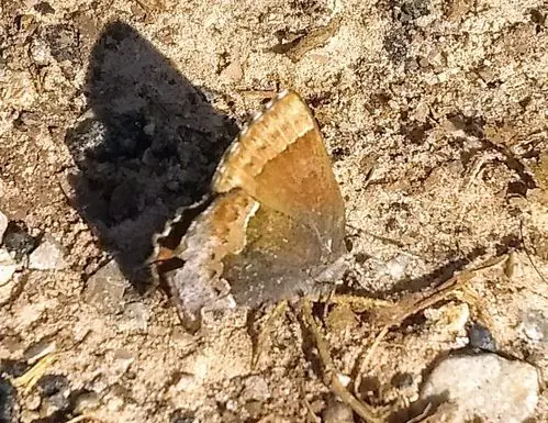 Henry's elfin (Callophrys henrici) on the ground.