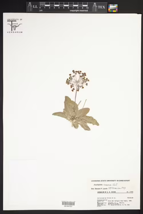 Herbarium specimen of bear mountain milkweed (Asclepias scaposa).