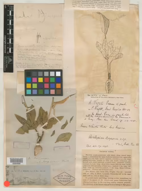 Herbarium specimen of bear mountain milkweed (Asclepias scaposa).