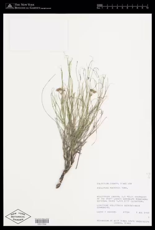 Herbarium specimen of long-hood milkweed (Asclepias macrotis).