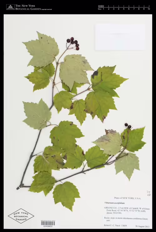 Herbarium specimen of maple-leaf viburnum (Viburnum acerifolium).