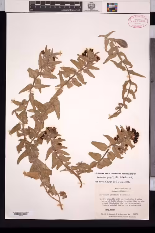 Herbarium specimen of prostrate milkweed (Asclepias prostrata).