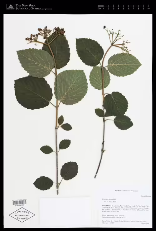 Herbarium specimen of southern arrow-wood (Viburnum dentatum).