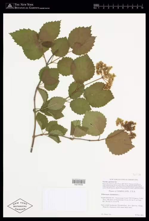 Herbarium specimen of southern arrow-wood (Viburnum dentatum).