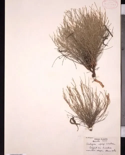 Herbarium specimen of Sperry's milkweed (Aslcepias sperryi).