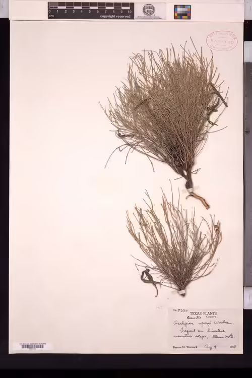 Herbarium specimen of Sperry's milkweed (Asclepias sperryi).