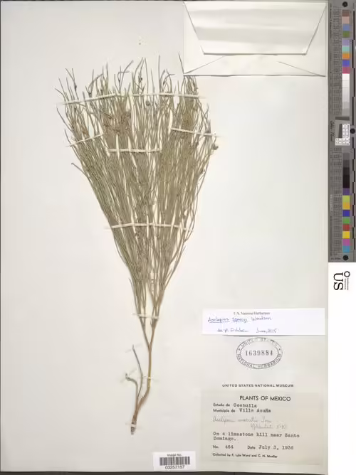 Herbarium specimen of Sperry's milkweed (Asclepias sperryi).