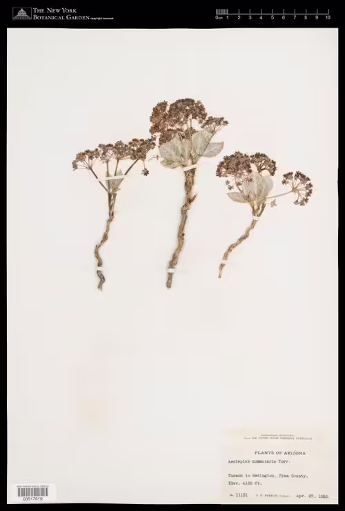 Herbarium specimen of tufted milkweed (Asclepias nummularia).