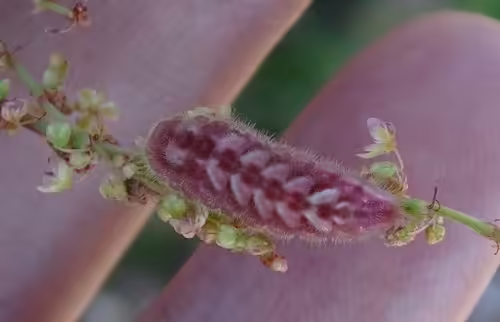 Purple caterpillar of henry's elfin (Callophrys henrici).