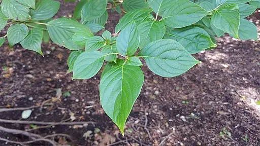 Leaves of alternate-leaf dogwood (Cornus alternifolia).