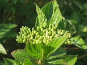 Flower buds and leaves of red osier dogwood (Cornus alba).