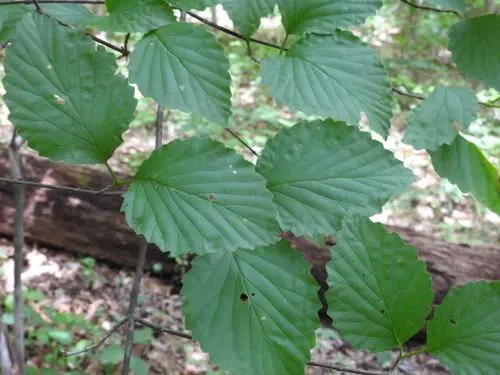 Leaves of southern arrowwood (Viburnum dentatum).