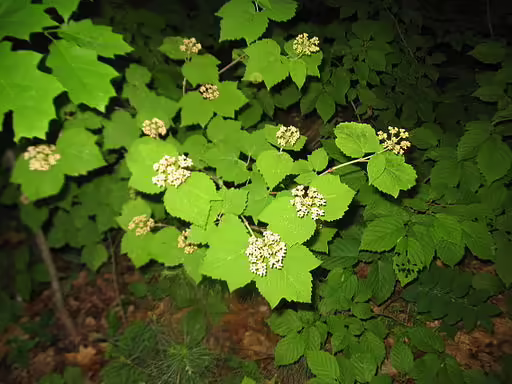 Leaves of maple-leaf viburnum (Viburnum acerifolium) with flowers.