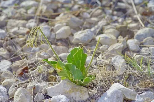Plant of bear mountain milkweed (Asclepias scaposa).