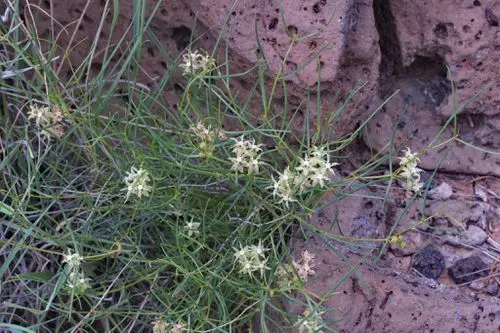 Plant of long-hood milkweed (Asclepias macrotis) in rocks.