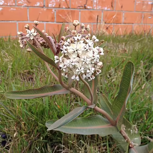 Plant of nodding milkweed (Asclepias glaucescens) with white flowers.