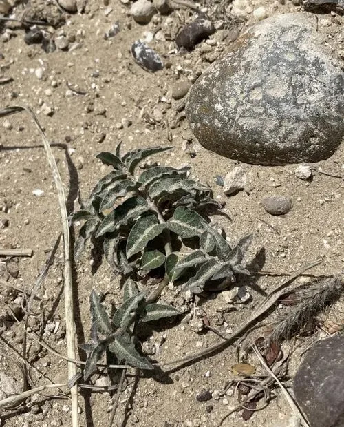 Plant of prostrate milkweed (Asclepias prostrata) in a sandy area.