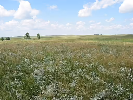 Prairie habitat in United States.