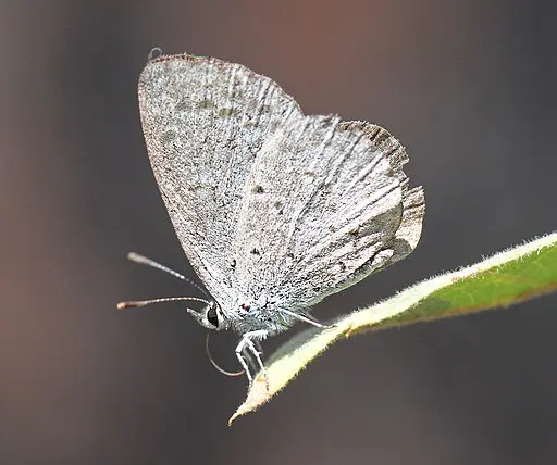 Spring Azure (Celastrina ladon) on a leaf.