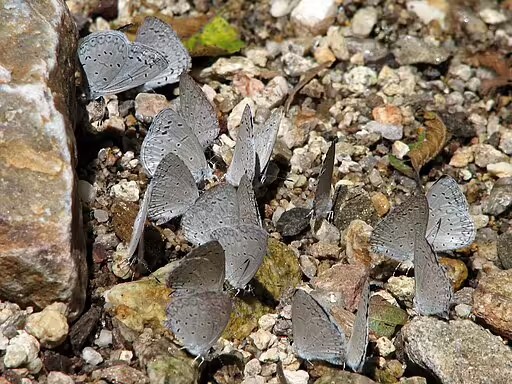Spring azure butterflies muddling on the ground.